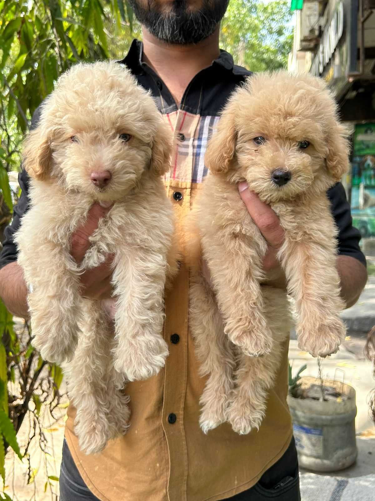 Order Female Poodle Puppy from Jaipur